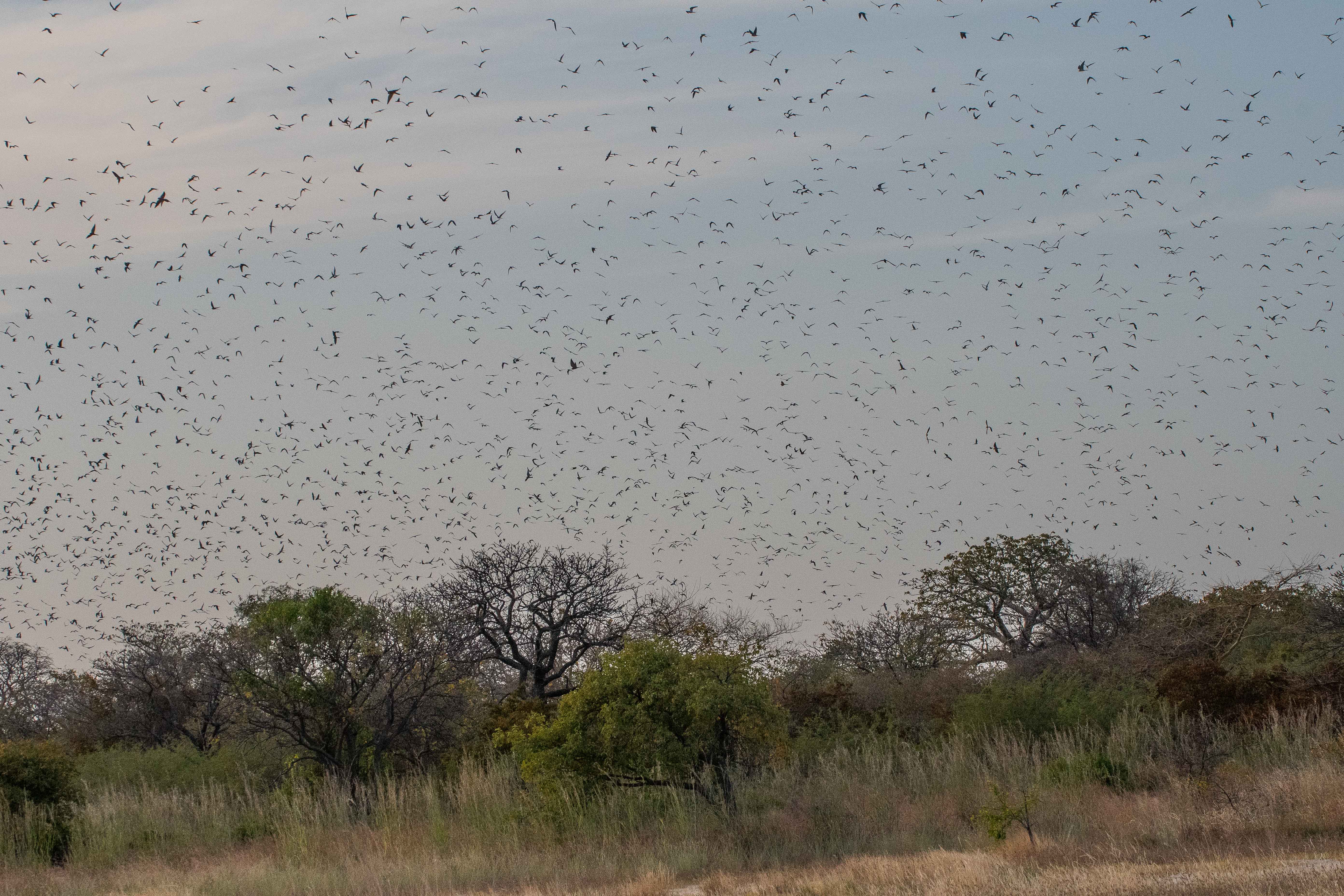 Envol de centaines d'Elanions Naucler et de Faucons Crécerellette de leur dortoir de l'ile Kousmar, suite à une fausse alerte émise par quelques oiseaux plus stressés, Ndiaffate, Sénégal.